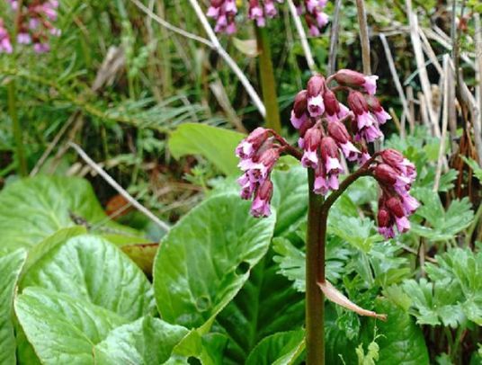 Bergenia purpurascens extract